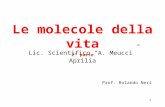 1 Le molecole della vita 2° parte Lic. Scientifico A. Meucci Aprilia Prof. Rolando Neri.