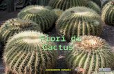 Fiori di Cactus avanzamento manuale Ehilà, mentre ammiramo la stupenda bellezza dei fiori di cactus divertiamoci leggendo qualche barzelletta, frase.