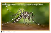 Gruppo di lavoro zanzare Monitoraggio 2009 zanzara tigre (Aedes albopictus) in Ticino.