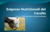 Dr.ssa Mariarosaria Manfredonia. Esigenze Nutrizionali del Cavallo Nutrire adeguatamente il cavallo significa saper adeguare gli alimenti ai diversi fabbisogni.