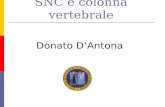 SNC e colonna vertebrale Donato DAntona. Metodo Approccio sistematico Scansione Cranio Caudale Testa Colonna vertebrale Torace Addome Arti Liquido amniotico.