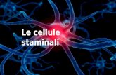 Le cellule staminali. Cosa sono le cellule staminali? Definizione: si dicono staminali «alcune cellule in grado di autorinnovarsi indefinitamente, rimanendo.