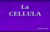 La CELLULA Prof. Enrico Castello. CELLULA si riproduce scambia materia ed energia con lambiente si autoregola si può evolvere La cellula : unità fondamentale.
