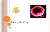 L A CELLULA La cellula,come tutti gli altri esseri viventi, nasce, cresce, si nutre, si riproduce e muore. Luovo,ad esempio, è lunica cellula visibile.