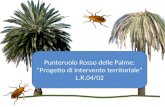 Punteruolo Rosso delle Palme: Progetto di intervento territoriale L.R.04/02.