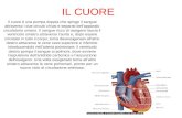 IL CUORE Il cuore è una pompa doppia che spinge il sangue attraverso i due circuiti chiusi e separati dell'apparato circolatorio umano. Il sangue ricco.