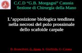 C.C.D G.B. Morgagni Catania Sezione di Chirurgia della Mano Lapposizione biologica tendinea nella necrosi del polo prossimale dello scafoide carpale B.