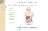 Lapparato digerente è costituito dai seguenti elementi: - BoccaBocca - FaringeFaringe - Epiglottide Epiglottide - Esofago Esofago - StomacoStomaco - Intestino.