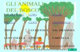 GLI ANIMALI DEL BOSCO ATTIVITÀ ESEGUITA DURANTE LANNO SCOLASTICO 2007/2008 SCOIATTOLOLUPOVOLPE MERLOGUFOGHIANDAIA VIPERALUCERTOLASALAMANDRA COCCINELLAGRILLOFARFALLA.