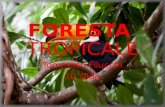 TROPICAL E Tommaso Filucchi 10 slide. 1-Localizzazione della foresta tropicale. 2-Il clima. 3-Fauna e flora. 4-Curiosità. 5-Tipi di foreste pluviali.