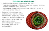 Struttura dei virus : l Nell'infezione virale si distinguono due fasi: Fase intracellulare: replicazione dei componenti virali per formare particelle.