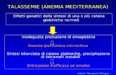 Istituto Seragnoli-Bologna TALASSEMIE (ANEMIA MEDITERRANEA) Difetti genetici della sintesi di una o più catene globiniche normali Inadeguata produzione.