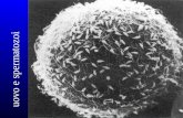 Uovo e spermatozoi. fasi della fecondazione fase 1: penetrazione della corona radiata –300-500 spermatozoi (degli originali 2-300 milioni) raggiungono.
