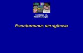 Pseudomonas aeruginosa Cattedra di Microbiologia.