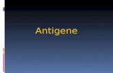 Antigene. Gli antigeni sono quelle sostanze che introdotte in un organismo animale, inducono la formazione di anticorpi o una risposta cellulo-mediata.