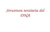 Struttura terziaria del DNA. Molte molecole naturali di DNA sono circolari, senza code 3 o 5 libere. La maggior parte del DNA circolare naturale é superavvolto.