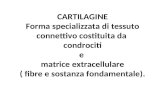 CARTILAGINE Forma specializzata di tessuto connettivo costituita da condrociti e matrice extracellulare ( fibre e sostanza fondamentale).