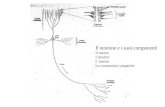 Il neurone e i suoi componenti Il nucleo I dendriti Lassone Le connessioni sinaptiche.