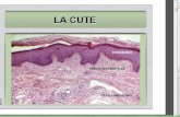 DERMA Formato da due strati 1) Derma superficiale (o papillare) Connettivo lasso, in cui le fibre sono debolmente intrecciate tra numerose cellule. Le.