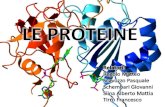 Da un punto di vista chimico le proteine sono di gran lunga le molecole strutturalmente più complesse e funzionalmente più sofisticate. Ciò è dovuto al.