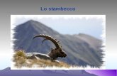 Lo stambecco. Stambecco - Capra ibex Regno: Animale Classe: Mammiferi Ordine: Artiodattili Famiglia: Bovidi Genere: Capra Specie: ibex.