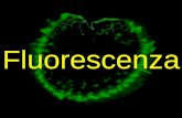 Fluorescenza. Immagine risultante Immagini parzialmente a fuoco (serie di 10 immagini) Immagini fornite dal Dr. Jorge Giron - University of Maryland,