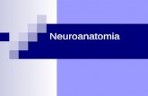 Neuroanatomia. Il Sistema Nervoso Sistema Nervoso Centrale (SNC) Nevrasse: S. Grigia (cell.nervose) + S. Bianca (fibre mieliniche) - Midollo spinale -