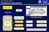 Prof. Guido Baldoni Prof. Guido Baldoni Destinazione della granella Cariosside di grano endosperma strato aleuronico pericarpo embrione scutello Cariossidi.