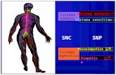 Centro Grafico by S. Sciacovelli Presentazione N° 1 SNC Sistema somatico Sistema vegetativo SNP Sistema motorio Sistema sensitivo Parasimpatico Simpatico.