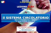 LEZIONE N.8A slide n. 64 BIOLOGIA Il corpo umano il SISTEMA CIRCOLATORIO Prof. Fabrizio CARMIGNANI IISS Mattei – Rosignano S. (LI) fabcar@hotmail.it.