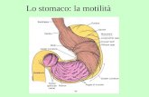 Lo stomaco: la motilità. Il pacemaker gastrico Onda lenta Le onde lente sono generate dalla zona pacemaker (cellule longitudinali). Le cellule muscolari.