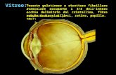 Tessuto gelatinoso a struttura fibrillare avascolare occupante i 3/4 dellintero occhio delimitato dal cristallino, fibre zonulari, corpi ciliari, retina,