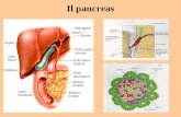 Il pancreas. Il pancreas esocrino: la struttura Principali caratteristiche del succo pancreatico Acqua (oltre il 99%) Bicarbonato Sodio Potassio Calcio.