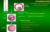 FECONDAZIONE Lo sviluppo umano inizia quando un ovocito viene fecondato Spermatozoo + Ovocito secondario Pronucleo femminile Pronucleo maschile Spermatozoo.