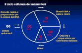Il ciclo cellulare dei mammiferi G1 S G2 M G0 Sintesi DNA e sintesi istoni Crescita e preparazione per la divisione cellulare Crescita rapida e preparazione.