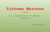 Sistema Nervoso 2° parte Lic. Scientifico A. Meucci Aprilia Prof. Rolando Neri.