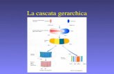 La cascata gerarchica. Geni zigotici della segmentazione.