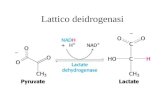 Lattico deidrogenasi. 35.000 Da 140.000 Da il tetramero Struttura.