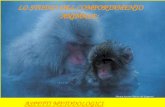Macaca fuscata (Macaco del Giappone) LO STUDIO DEL COMPORTAMENTO ANIMALE: ASPETTI METODOLOGICI.