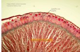 Epitelio con papille Fasci muscolari incrociati Lingua di Ratto, sezione trasversale. Colorazione Mallory-Azan.