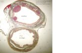 Trachea ed esofago di ratto, sezione trasversale, colorazione Mallory-Azan. trachea esofago.