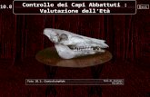 Esci 10.0 Controllo dei Capi Abbattuti : Valutazione dellEtà Foto 10.1: Cranio di cinghiale foto di Gaetano Riviello.