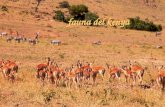 Fauna del kenya. gazzelle (maasai mara) cucciolo di gazzella (maasai mara)