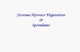 Sistema Nervoso Vegetativo & Ipotalamo. Lorganismo umano funziona in modo unitario: non una somma di funzioni di cellule e di tessuti ma una integrazione.
