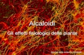 Alcaloidi Neuroni della corteccia cerebrale Gli effetti fisiologici delle piante.