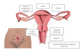 Tube o trombe di Fallopio utero ovaia Canale cervicale Collo dellutero Vagina Uscita alla vulva (organo esterno)