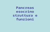 Pancreas esocrino struttura e funzioni. struttura Il pancreas presenta una testa, un corpo, una coda; mediante setti connettivali si suddivide in lobi,