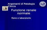 Funzione renale normale Rene e laboratorio Argomenti di Patologia Clinica.