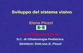 Sviluppo del sistema visivo Elena Piozzi A.O. Niguarda Milano S.C. di Oftalmologia Pediatrica Direttore: Dott.ssa E. Piozzi.