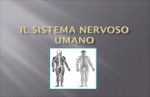 Il sistema nervoso riceve tutte le informazioni dallambiente esterno e dallinterno del corpo, le interpreta e risponde ad esse in vari modi, controllando.